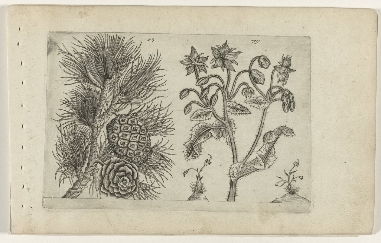 Grove den en bernagie Ismerje meg a liliomokat (sorozat címe) alkotó: Crispijn van de Passe (I) (attributed to)