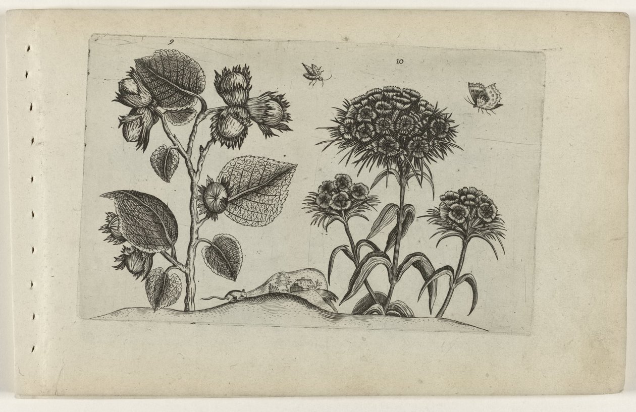 Hazel és Sweet William Cognoscite lilia (sorozat címe) alkotó: Crispijn van de Passe (I) (attributed to)