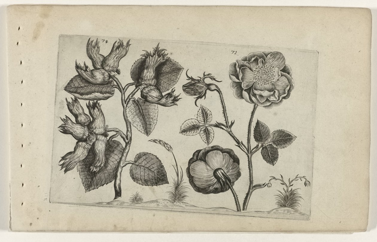 Hazelaar rózsákban Cognoscite Lily (sorozat címe) alkotó: Crispijn van de Passe (I) (attributed to)