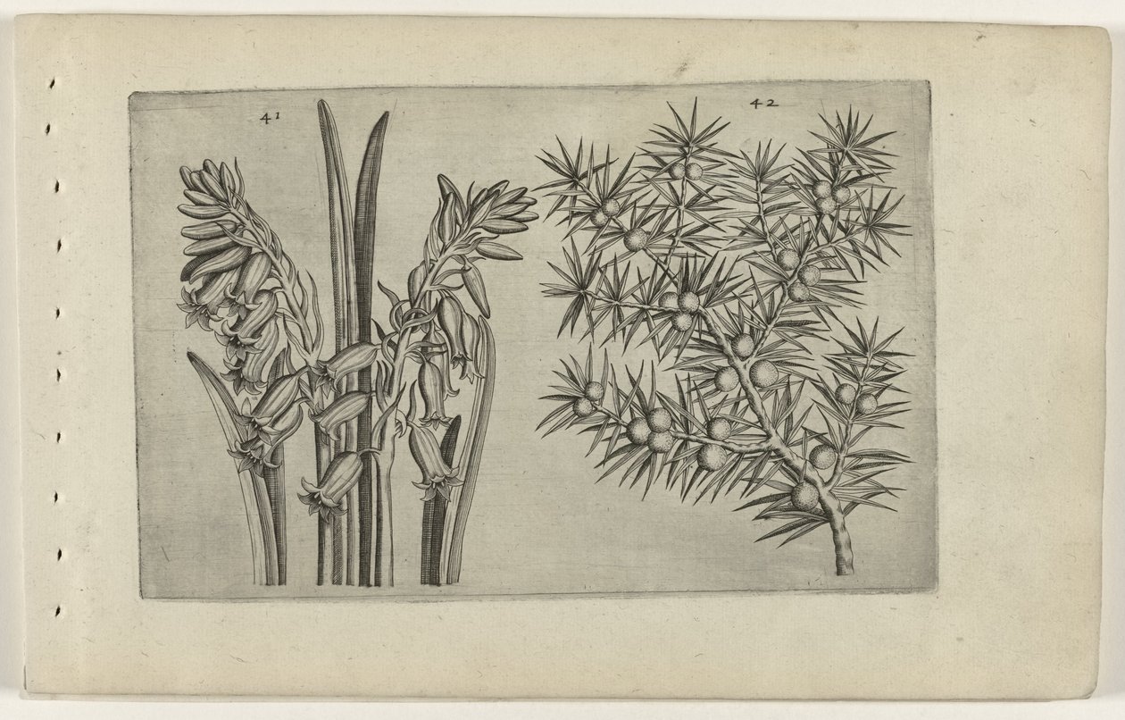 Hyacint en jenerbes Ismerje meg a liliomokat (sorozat címe) alkotó: Crispijn van de Passe (I) (attributed to)
