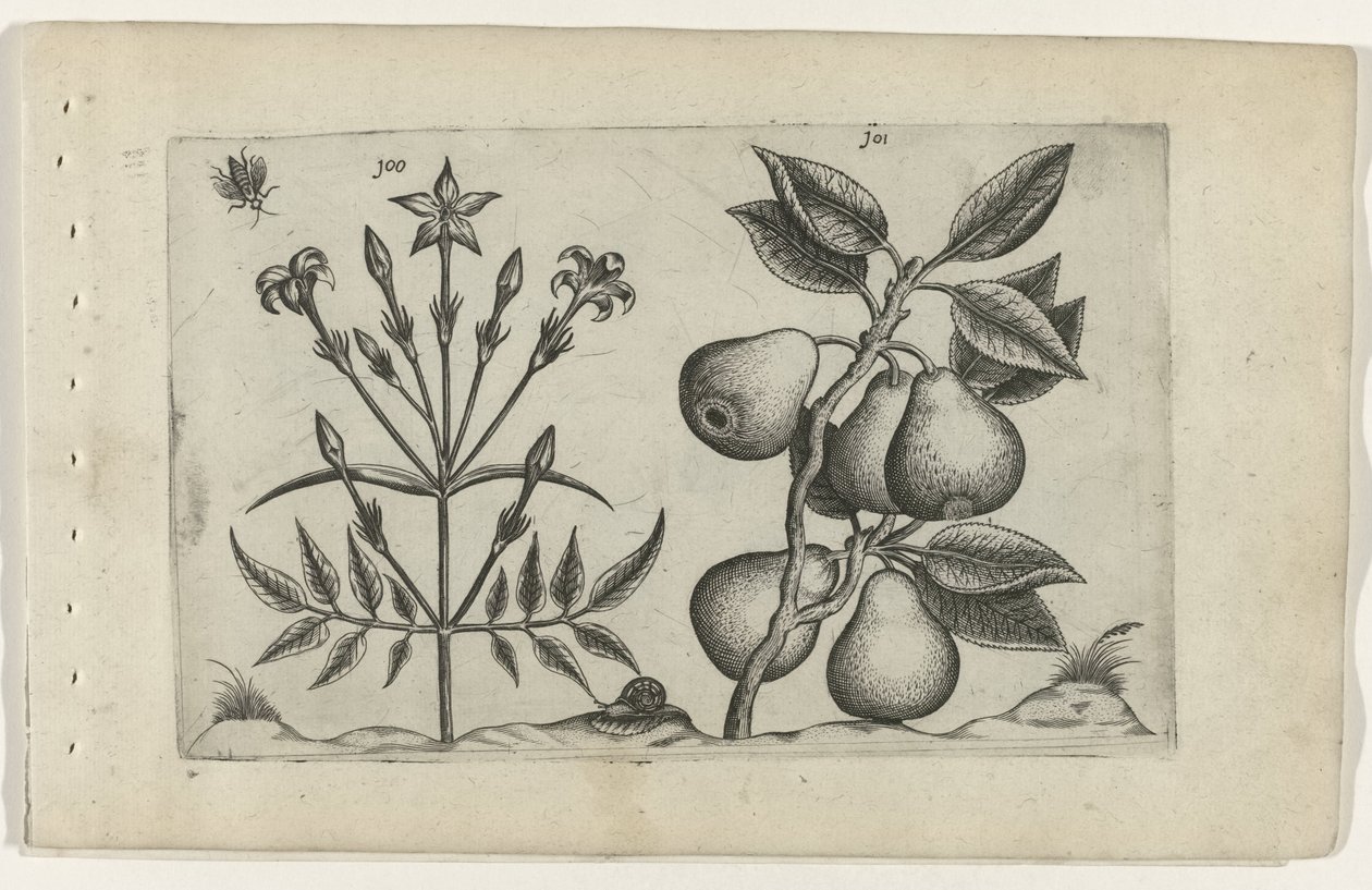 Jázmin és körte Cognoscite lilia (sorozat címe) alkotó: Crispijn van de Passe (I) (attributed to)