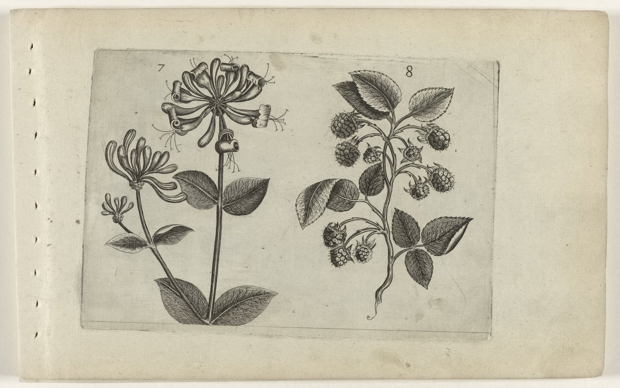 Kamperfoelie en framboos Ismerje meg a liliomokat (sorozat címe) alkotó: Crispijn van de Passe (I) (attributed to)
