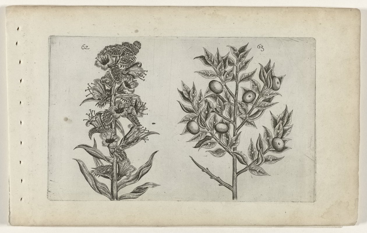 Kromhals en muisdoorn Ismerje meg a liliomokat (sorozat címe) alkotó: Crispijn van de Passe (I) (attributed to)
