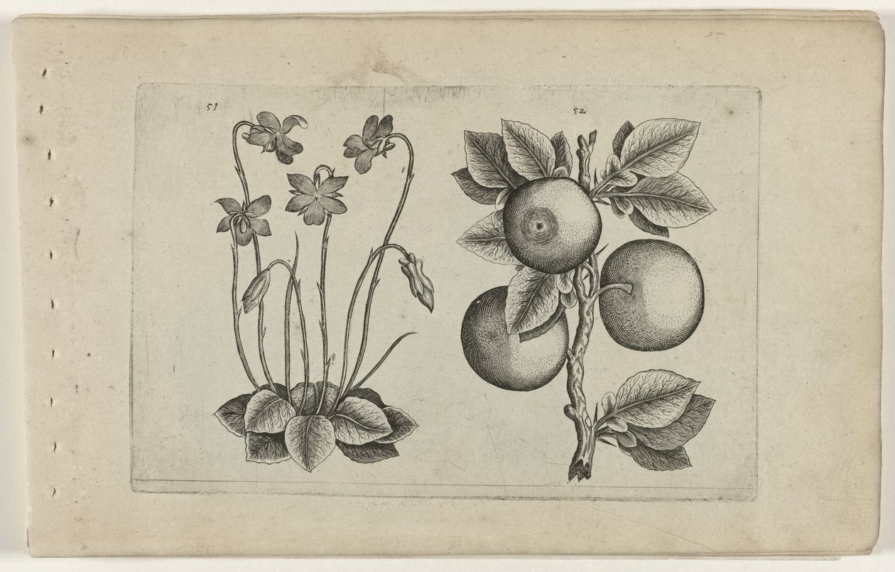 Március ibolya és narancs Cognoscite lilia (sorozat címe) alkotó: Crispijn van de Passe (I) (attributed to)