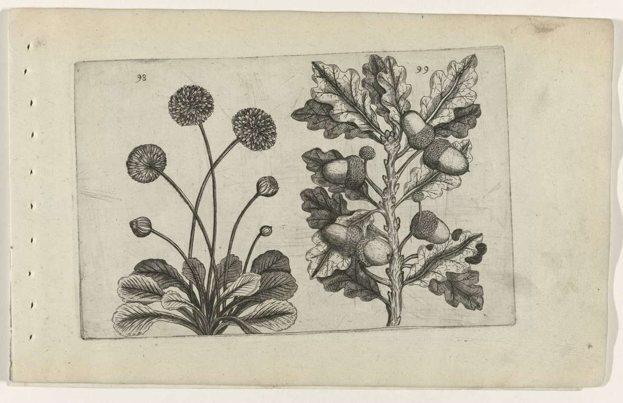 Százszorszép és kocsányos tölgy Cognoscite lilia (sorozat címe) alkotó: Crispijn van de Passe (I) (attributed to)