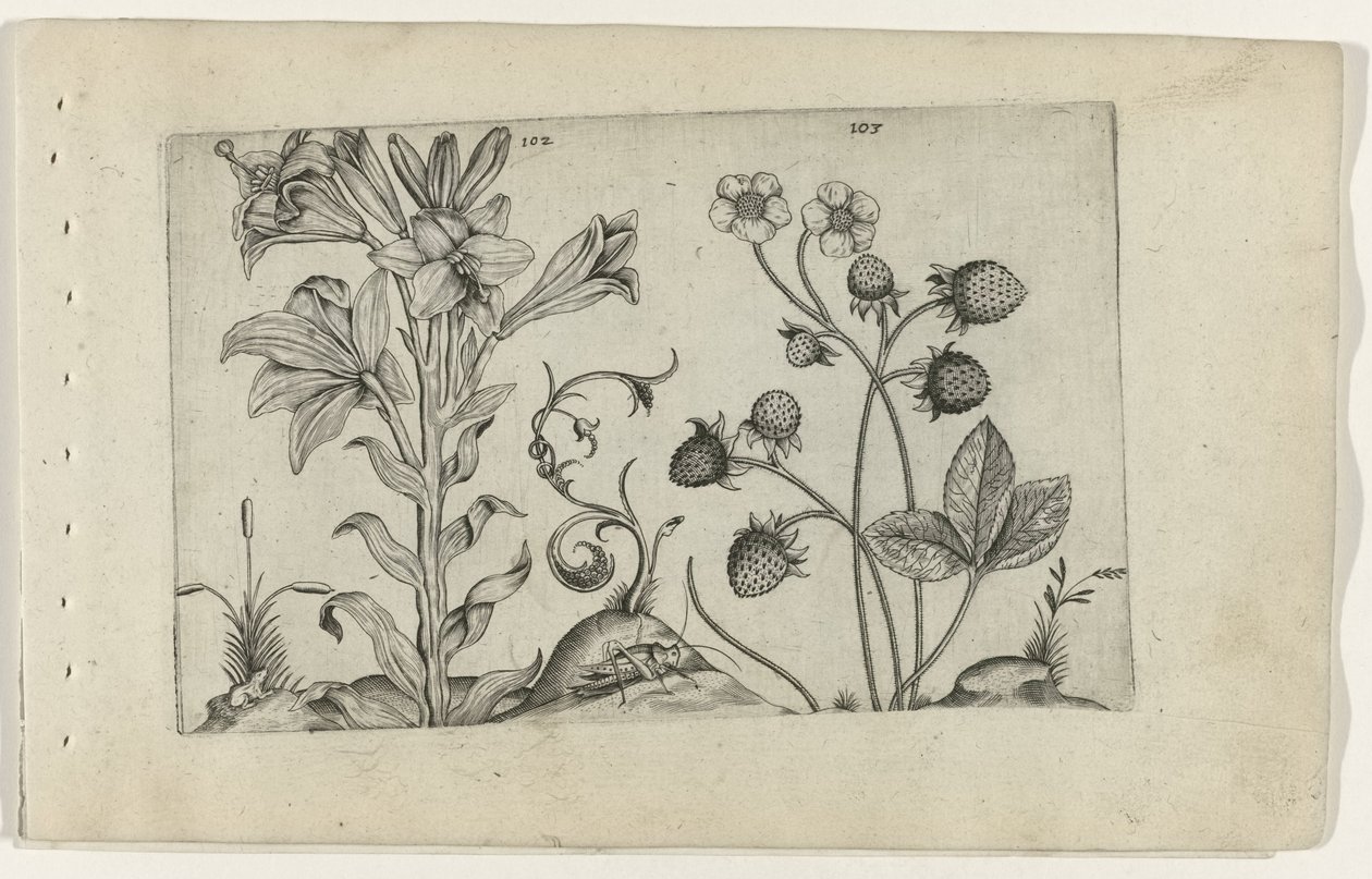 Madonnalelie en aardbei Ismerje meg a liliomokat (sorozat címe) alkotó: Crispijn van de Passe (I) (attributed to)