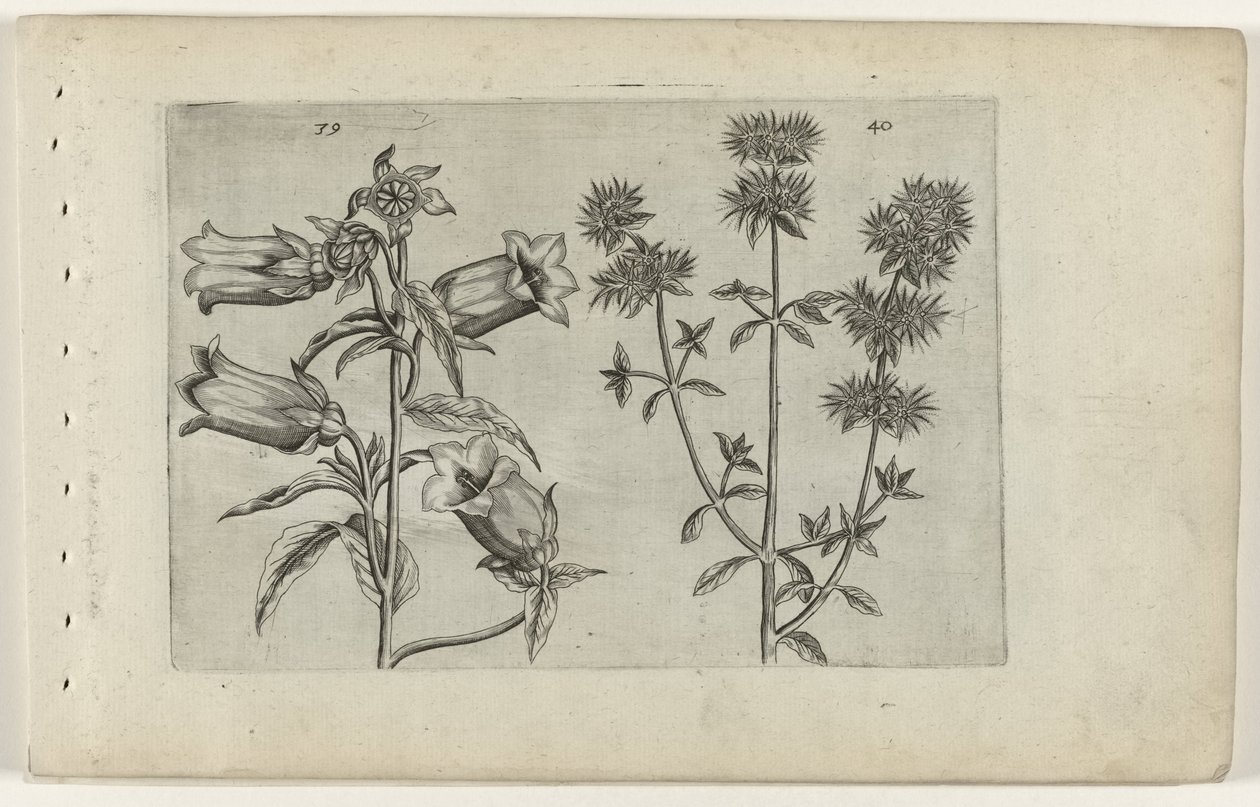 Mariette óra és majoránna Cognoscite lilia (sorozat címe) alkotó: Crispijn van de Passe (I) (attributed to)