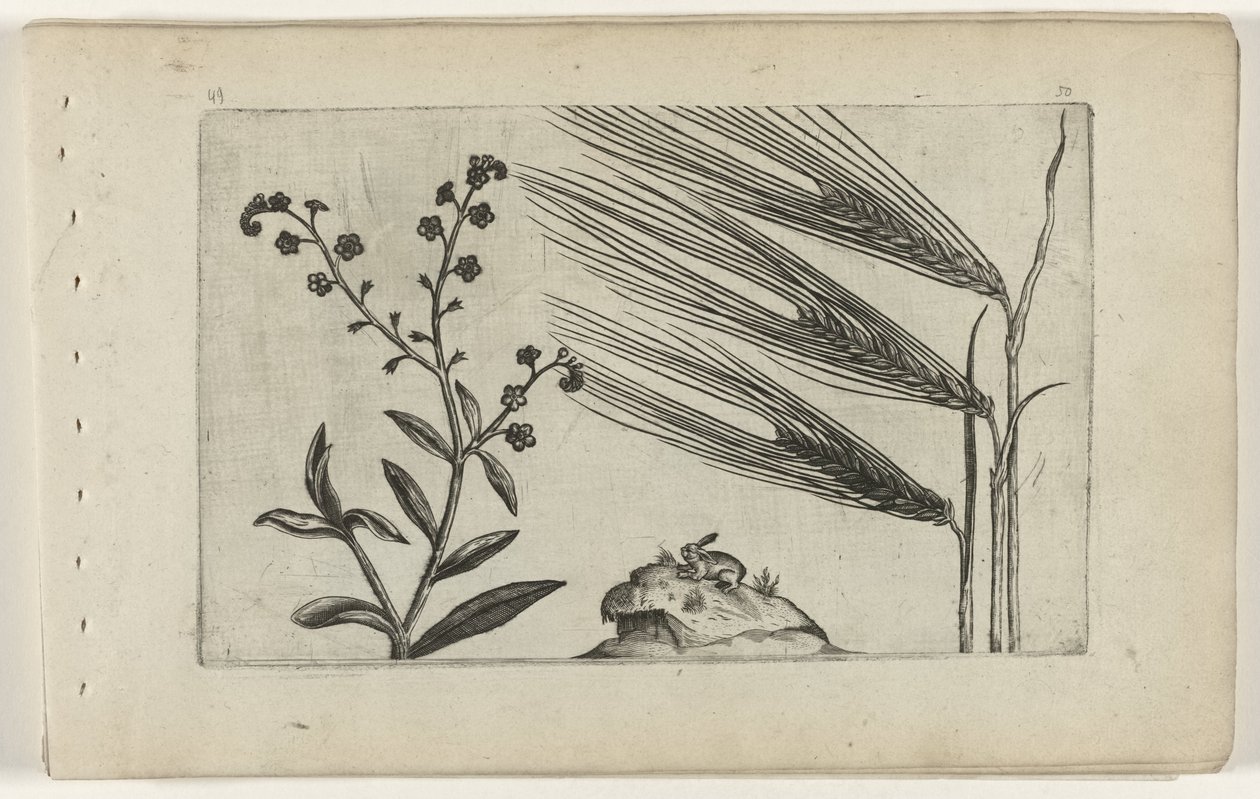 Mocsári nefelejcs és árpa Cognoscite lilia (sorozat címe) alkotó: Crispijn van de Passe (I) (attributed to)