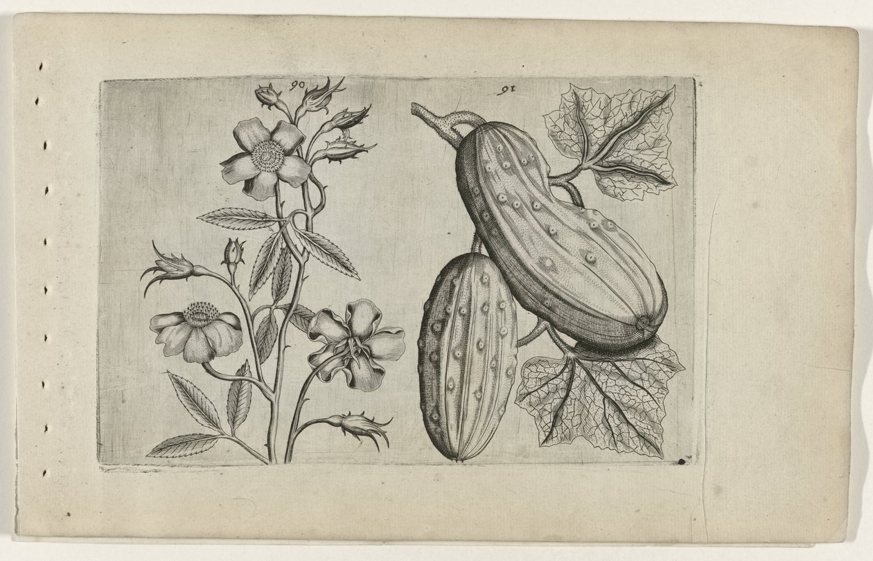 Muskusroos en komkor Ismerje meg a liliomokat (sorozat címe) alkotó: Crispijn van de Passe (I) (attributed to)