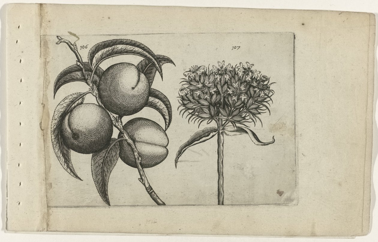 Barack és égő szerelem Cognoscite lilia (sorozat címe) alkotó: Crispijn van de Passe (I) (attributed to)
