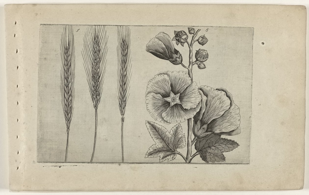 Rogge en stokroos Ismerje meg a liliomokat (sorozat címe) alkotó: Crispijn van de Passe (I) (attributed to)