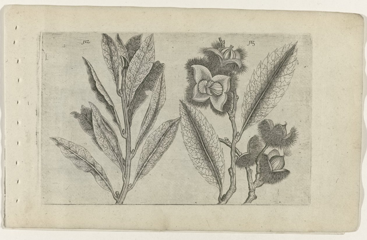 Salie en tamme kastanje Ismerje meg a liliomokat (sorozat címe) alkotó: Crispijn van de Passe (I) (attributed to)