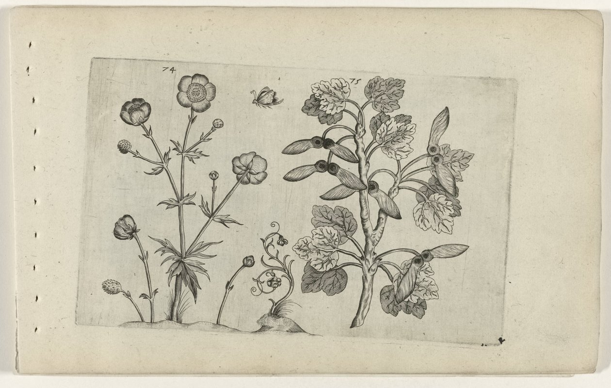 Éles boglárka és mezei juhar Cognoscite lilia (sorozat címe) alkotó: Crispijn van de Passe (I) (attributed to)