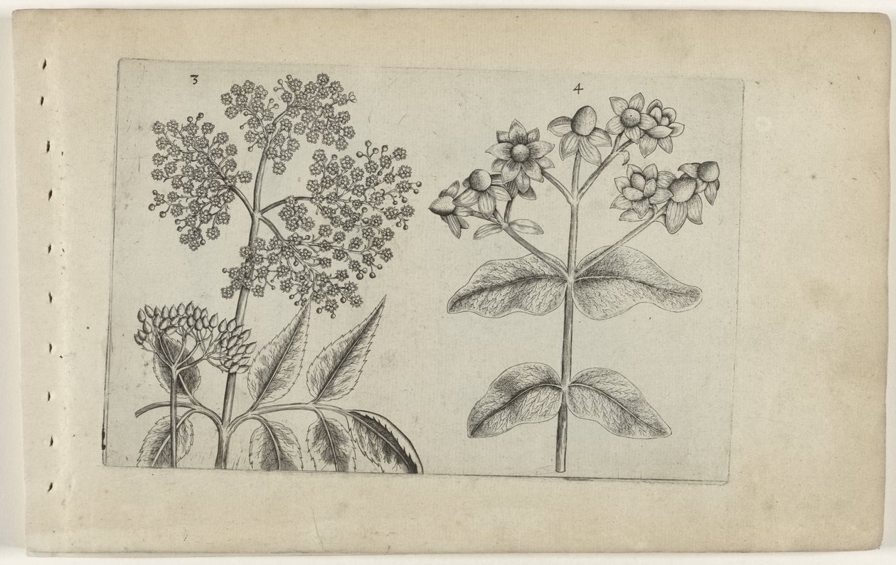 Sering en mansbloed Ismerje meg a liliomokat (sorozat címe) alkotó: Crispijn van de Passe (I) (attributed to)
