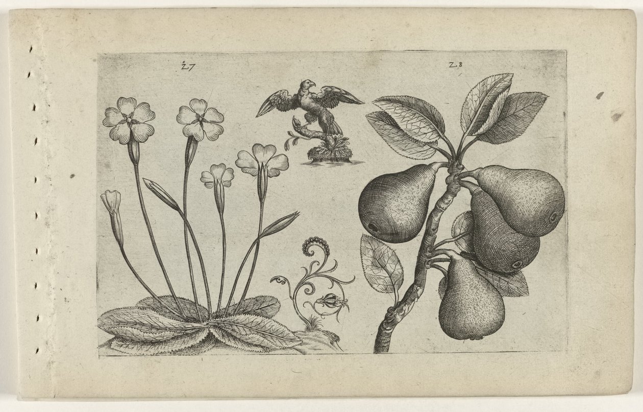 Sleutelbloem en peer Ismerje meg a liliomokat (sorozat címe) alkotó: Crispijn van de Passe (I) (attributed to)