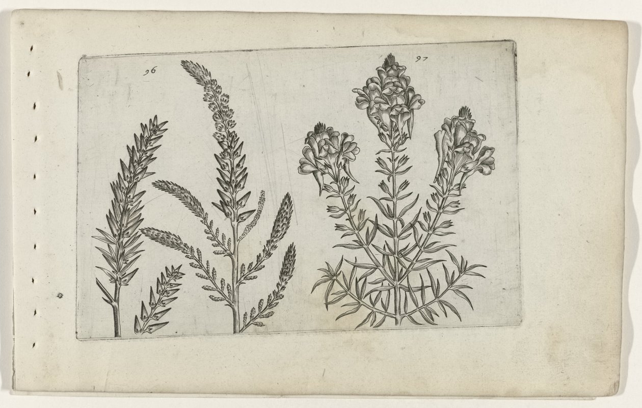 Tamarisk en vlasbekje Ismerje meg a liliomokat (sorozat címe) alkotó: Crispijn van de Passe (I) (attributed to)
