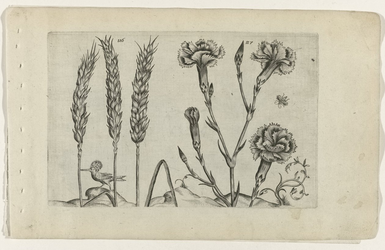 Tarwe en tuinanjer Ismerje meg a liliomokat (sorozat címe) alkotó: Crispijn van de Passe (I) (attributed to)