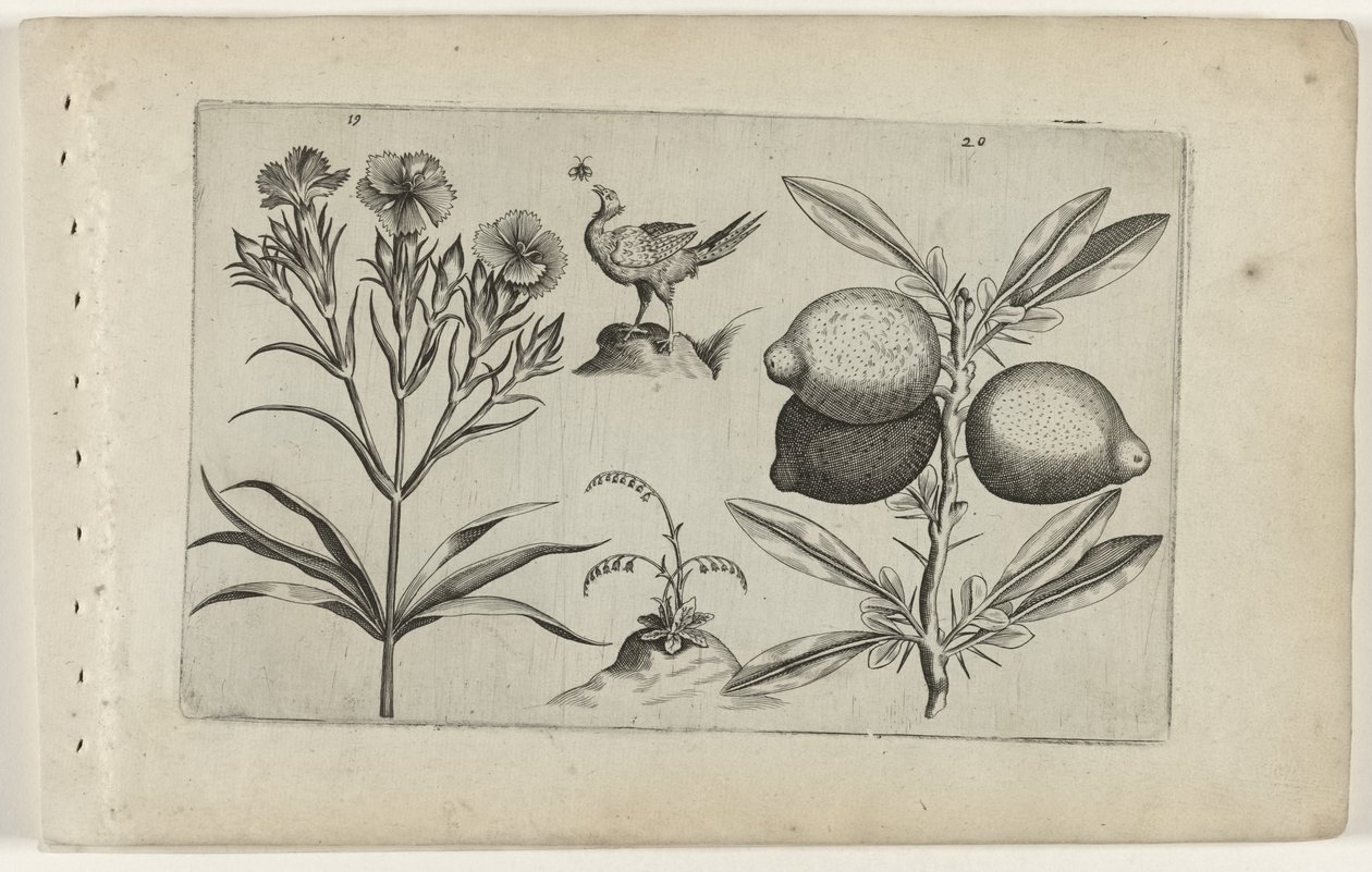 Tuinanjer en citroen Ismerje meg a liliomokat (sorozat címe) alkotó: Crispijn van de Passe (I) (attributed to)