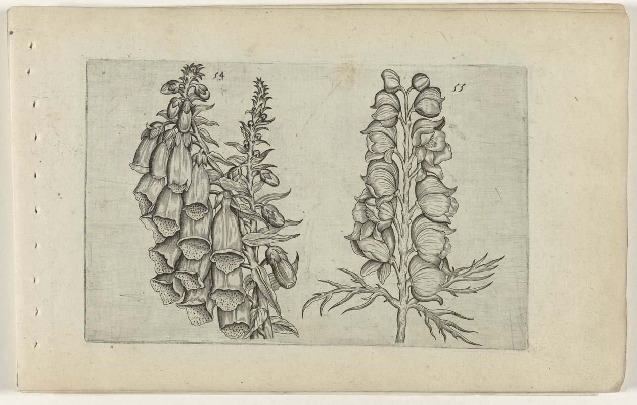 Foxglove és Blue Monkshood Cognoscite lilia (sorozat címe) alkotó: Crispijn van de Passe (I) (attributed to)