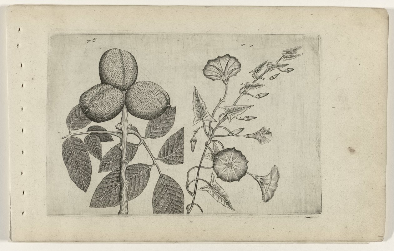 Walnootboom en akkerwinde Ismerje meg a liliomokat (sorozat címe) alkotó: Crispijn van de Passe (I) (attributed to)