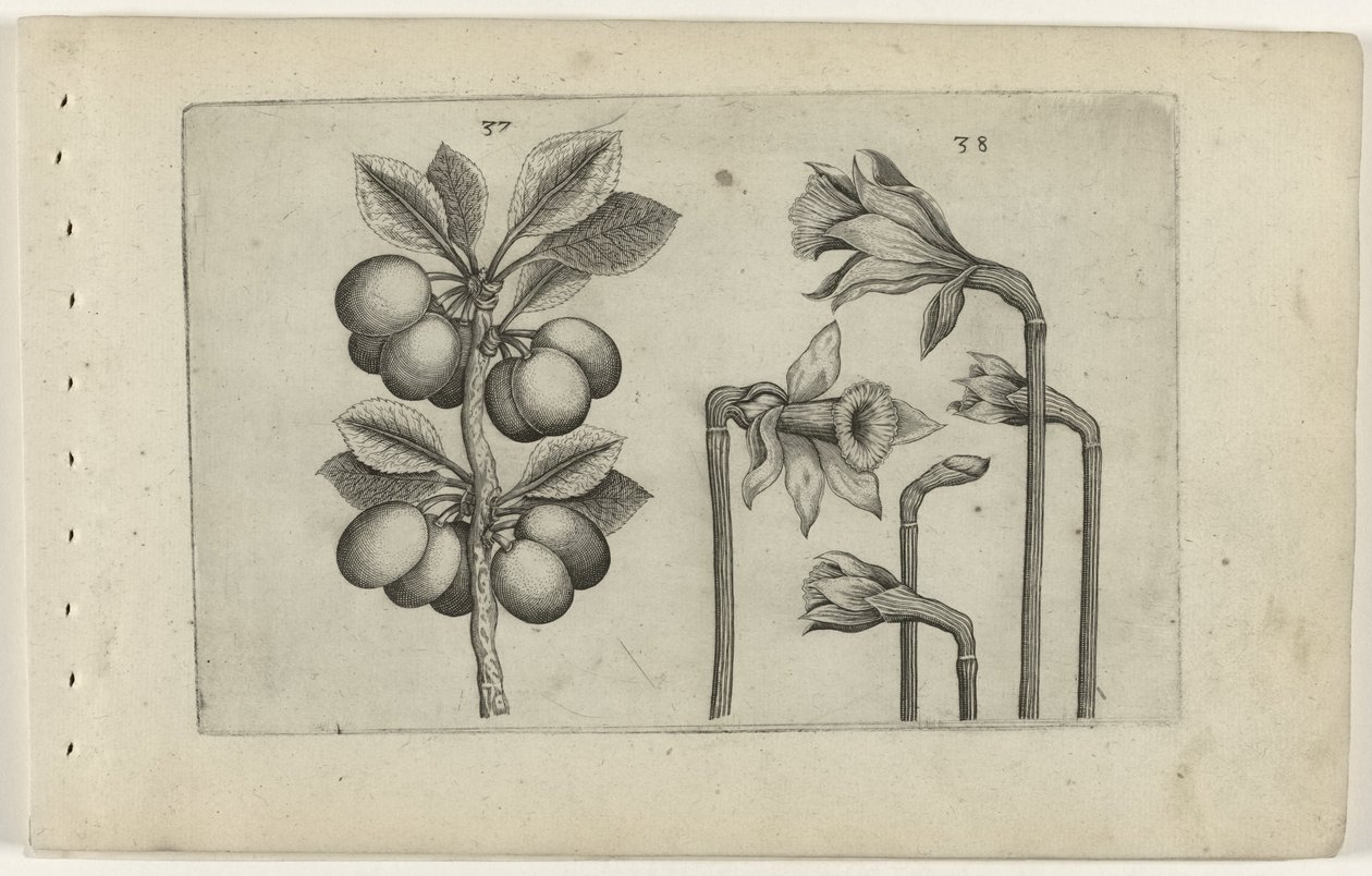 Zure kers en wilde narcissus Ismerje meg a liliomokat (sorozat címe) alkotó: Crispijn van de Passe (I) (attributed to)