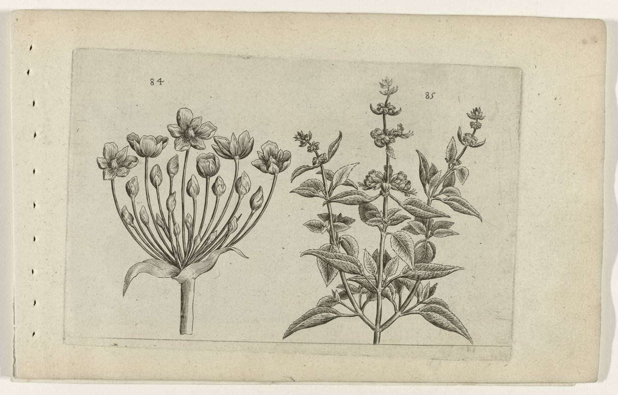 Hattyúvirág és kis virágú zsálya Cognoscite lilia (sorozat címe) alkotó: Crispijn van de Passe (I) (attributed to)
