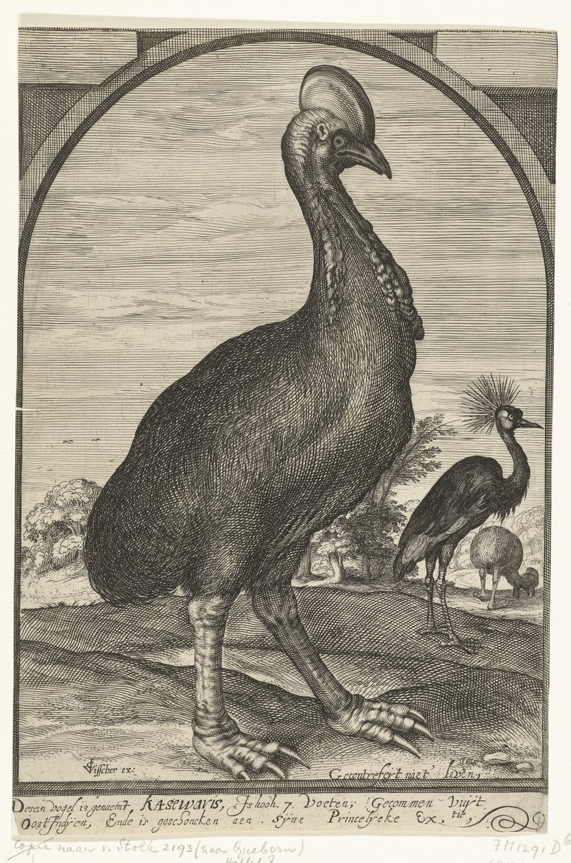 Kazuár, hozta Willem Jacobsz. Kelet-Indiából és Maurits hercegnek adták, 1614 alkotó: Crispijn van den Queborn (attributed to)