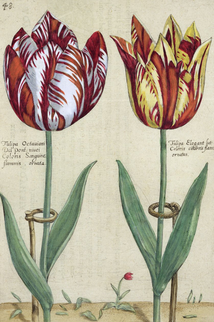 Tulipa Octaviani del pont és Tulipa Elegant, a "Hortus Floridus" című, 1614-15-ben kiadott kötetből. alkotó: Crispin  Passe