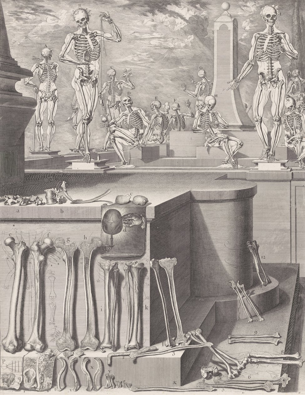 Tányér az „Atlas Anatomico” számára kiadatlan, kb. 1680-9..., Tábla kb. 1680-94, nyomtatva 1740. alkotó: Crisóstomo Martínez