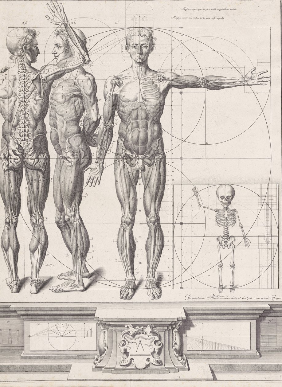 Tányér az „Atlas Anatomico” számára kiadatlan, kb. 1680-9..., Tábla kb. 1680-94, nyomtatva 1740. alkotó: Crisóstomo Martínez