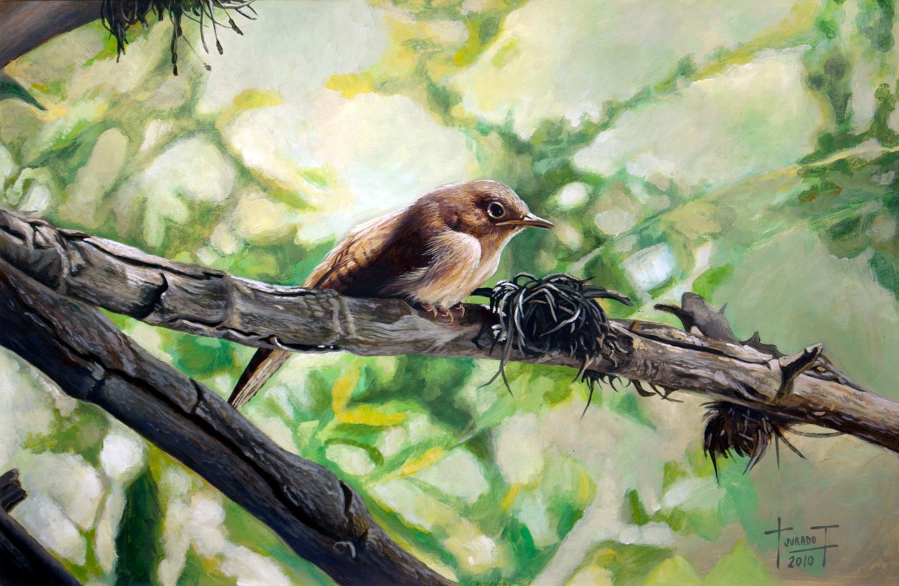 House Wren, a harmonikus éneklés, 2010 (akril papíron) alkotó: Cruz Jurado Traverso