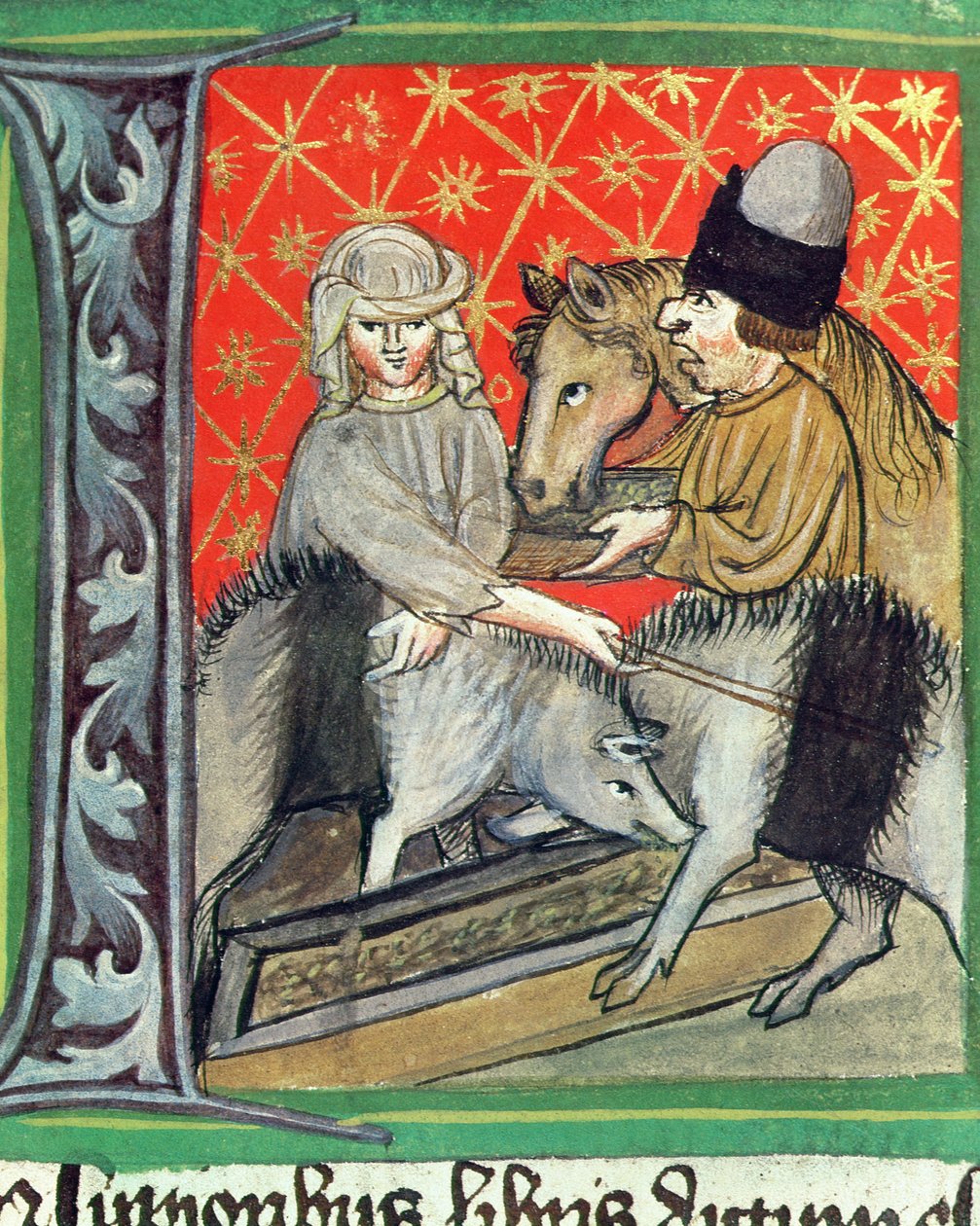 Sertés- és lótenyésztés, az Opus Rural Commodorumból, Pietro de Crescenzi (1230-1321) alkotó: Czech School