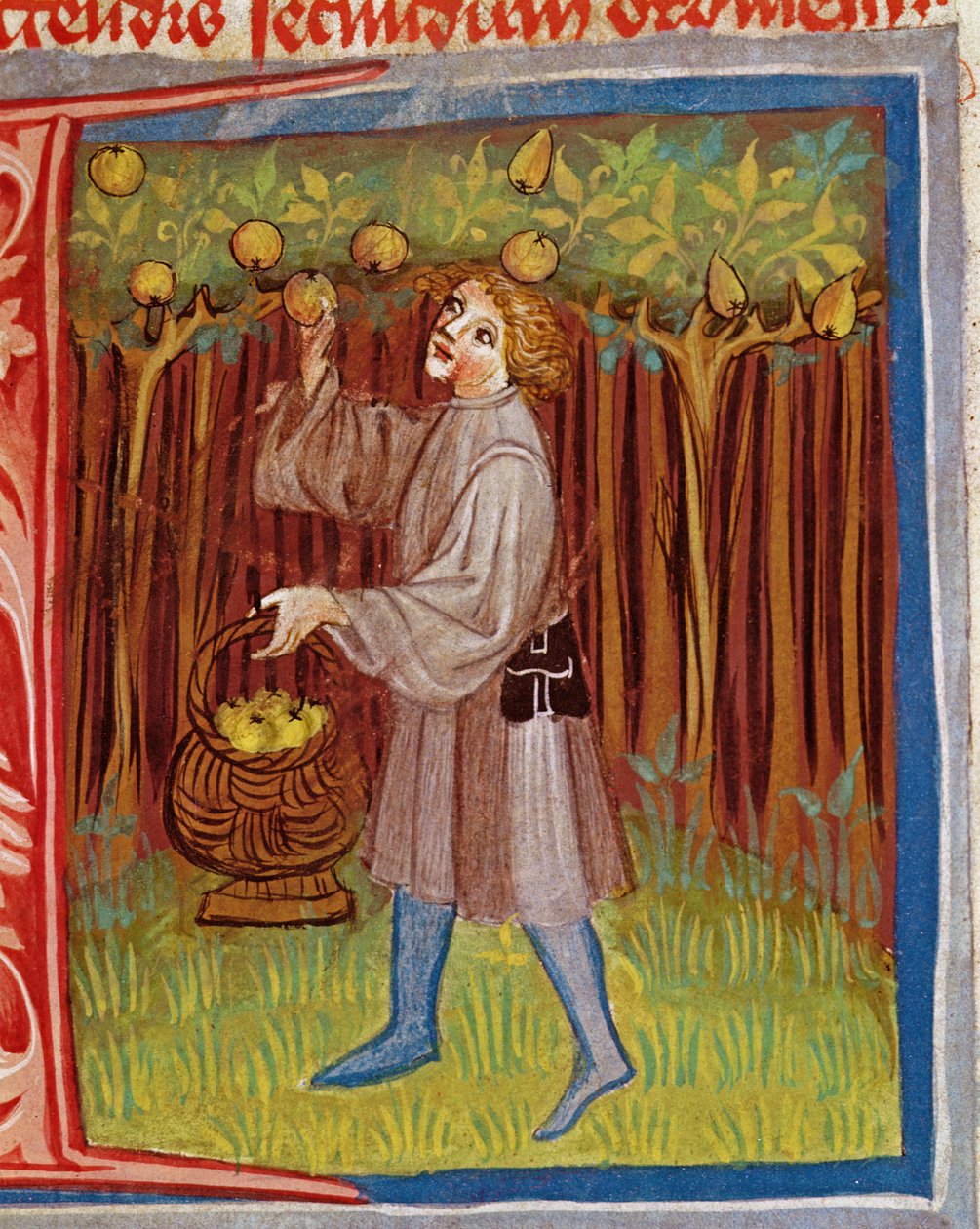 Gyümölcsszedés az Opus Rural Commodorumból, Pietro Crescenzi (1230-1321) alkotó: Czech School