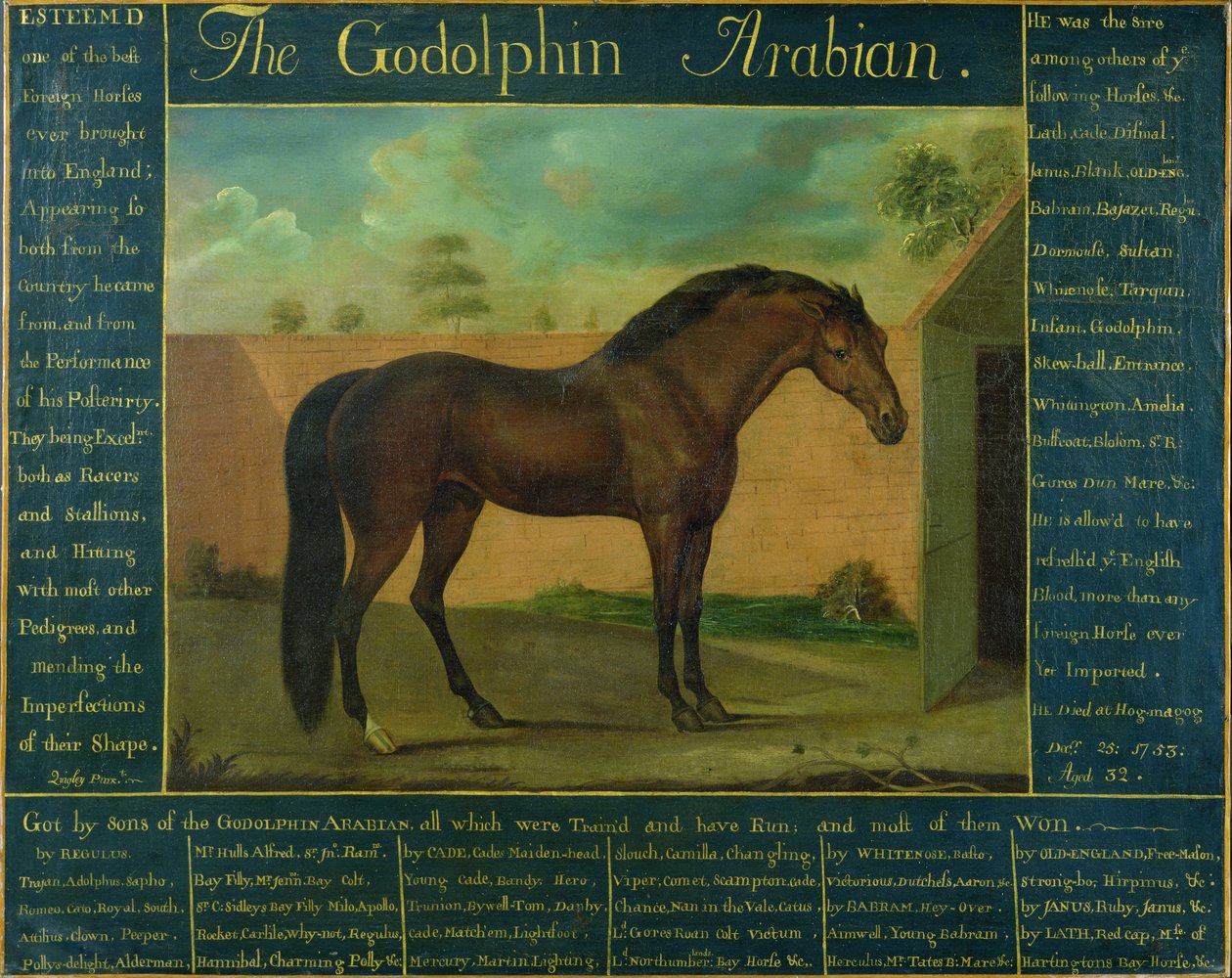 A Godolphin Arabian alkotó: D. Quigley