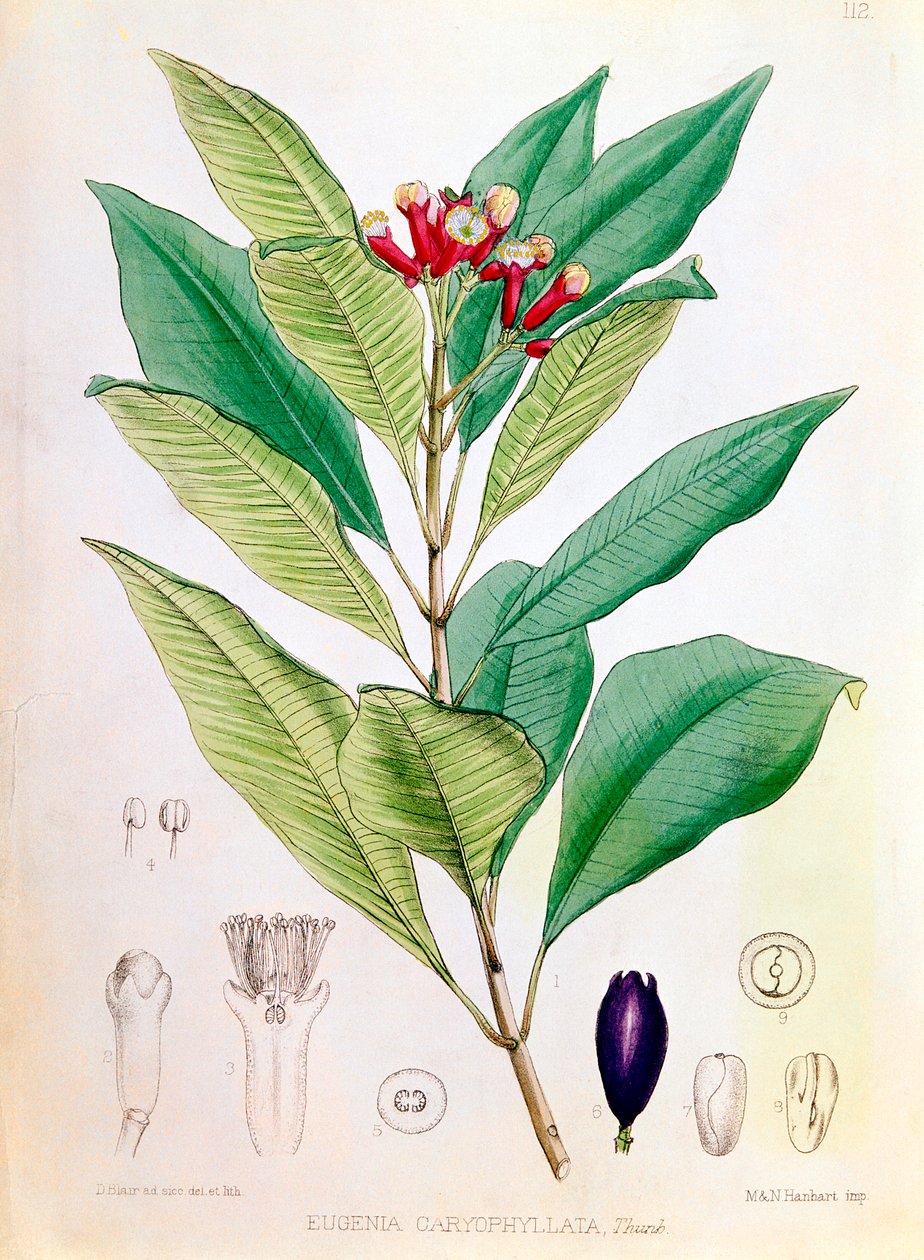 Szegfűszeg, Syzygium aromaticum Eugenia carophyllata virágbimbója alkotó: D Blair
