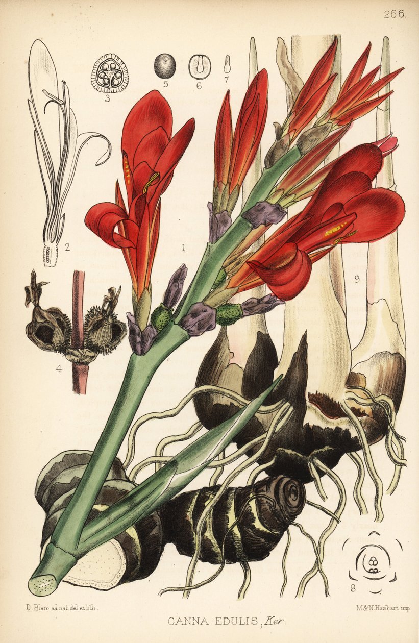 Indiai shot, achira vagy meeru, Canna indica (Canna edulis). Hanhart kézzel színezett litográfiája David Blair botanikai illusztrációja nyomán Robert Bentley és Henry Trimen