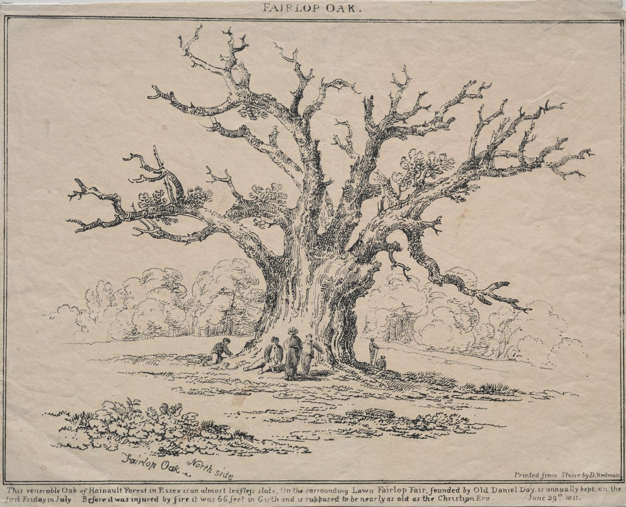 Fairlop tölgy, 1811. alkotó: D. H. Redman