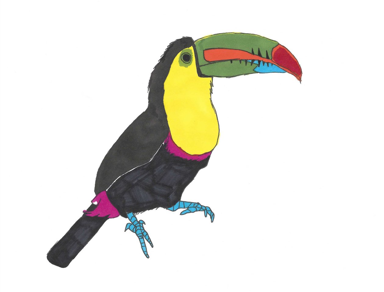 Toucan, 2024 (papírra írt toll, photoshop) alkotó: Daisy de Villeneuve