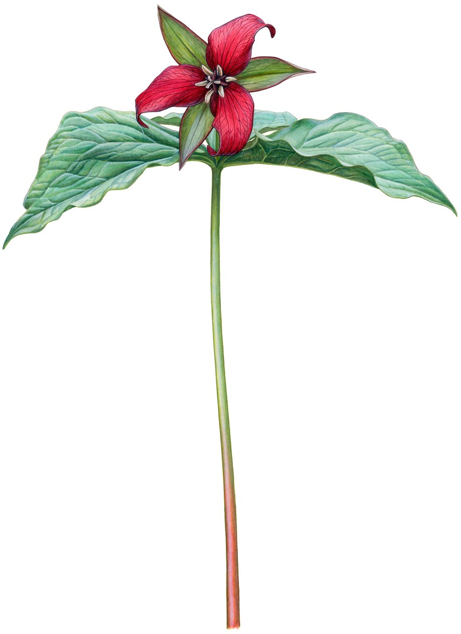 Vörös trillium (akvarell és gouache) alkotó: Damstra Emily