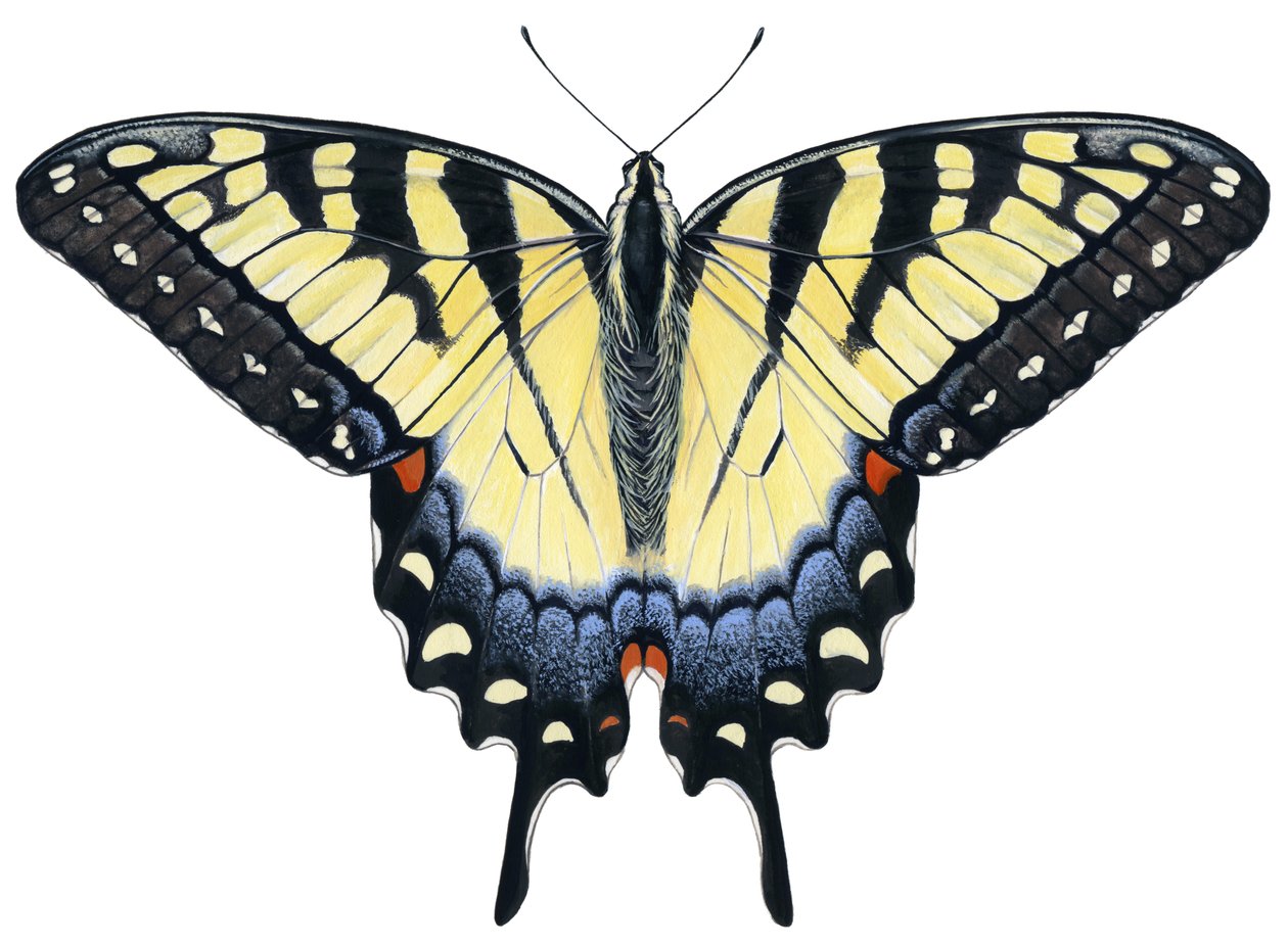 Tigris fecskefarkú pillangó (gouache) alkotó: Damstra Emily