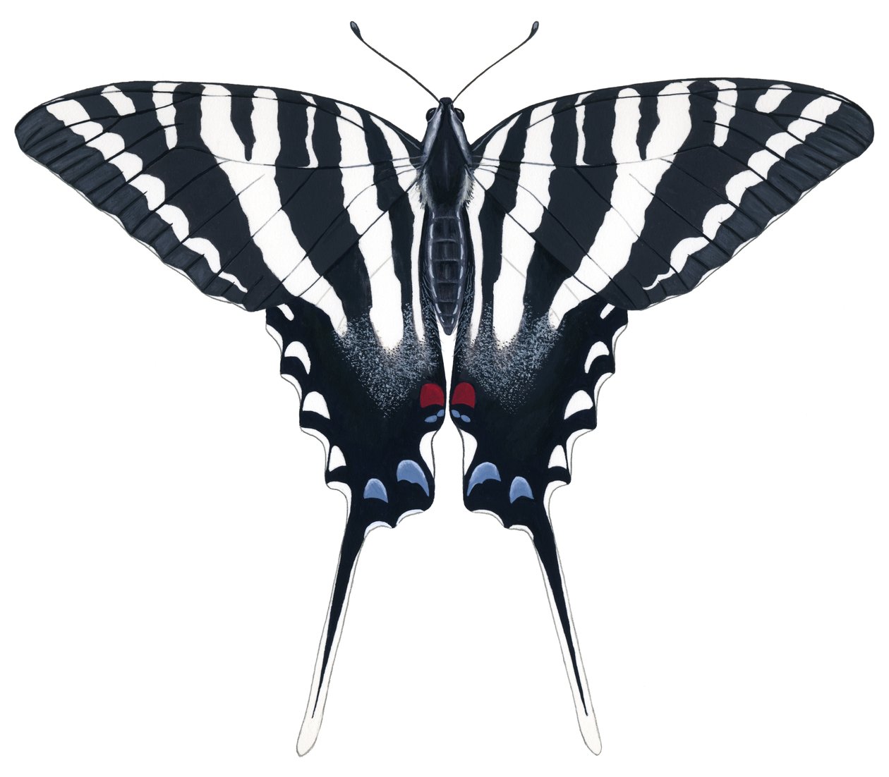 Zebra fecskefarkú pillangó (gouache) alkotó: Damstra Emily