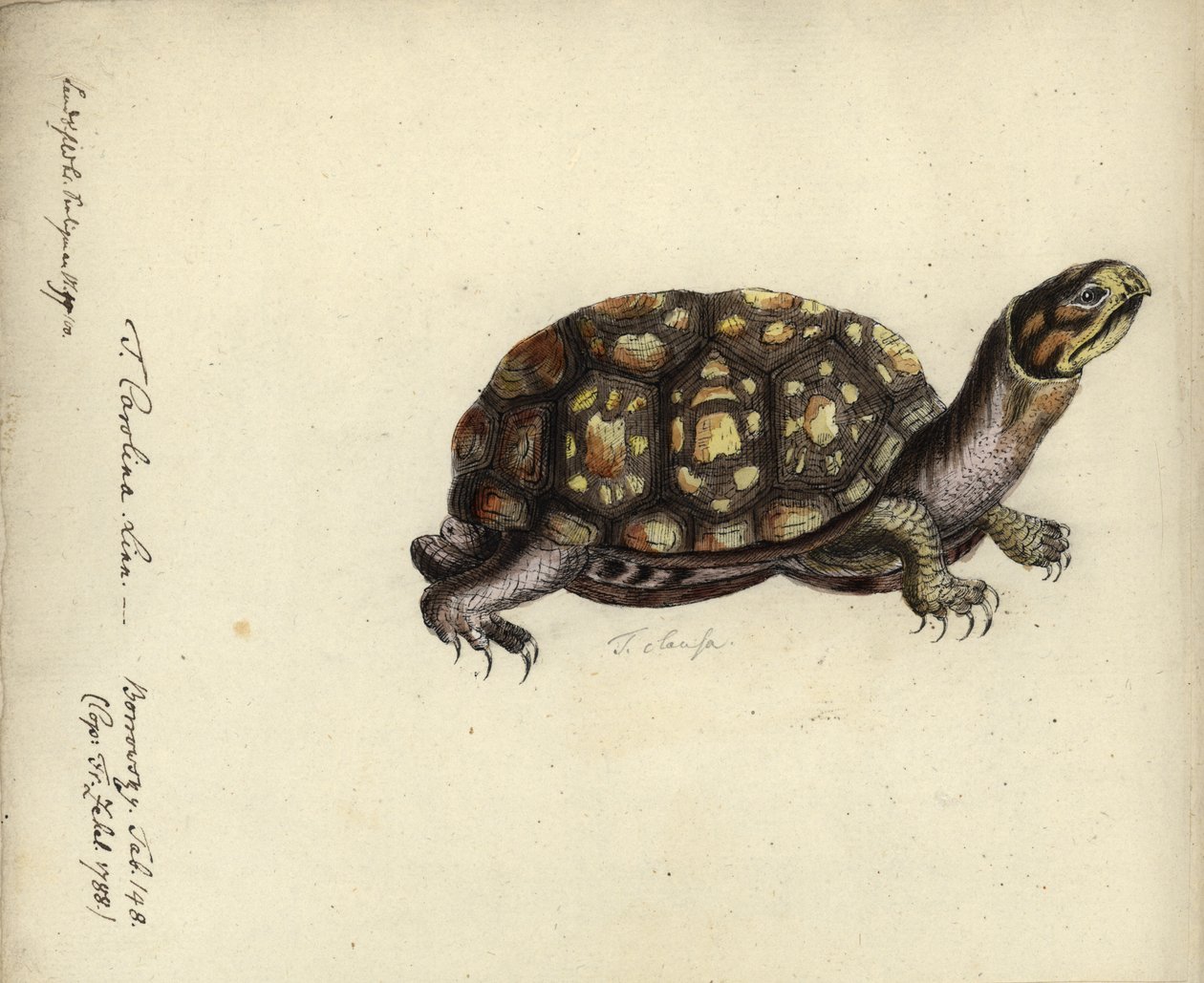 Terrapene carolina, Friedrich Zehelein, a „Gemeinnuetzige Naturgeschichte des Therreichs” metszete után, Georg Heinrich Borowski, Berlin, Stralsund: Lange, 1788 (wc és tinta papíron) alkotó: Daniel Friedrich Sotzmann