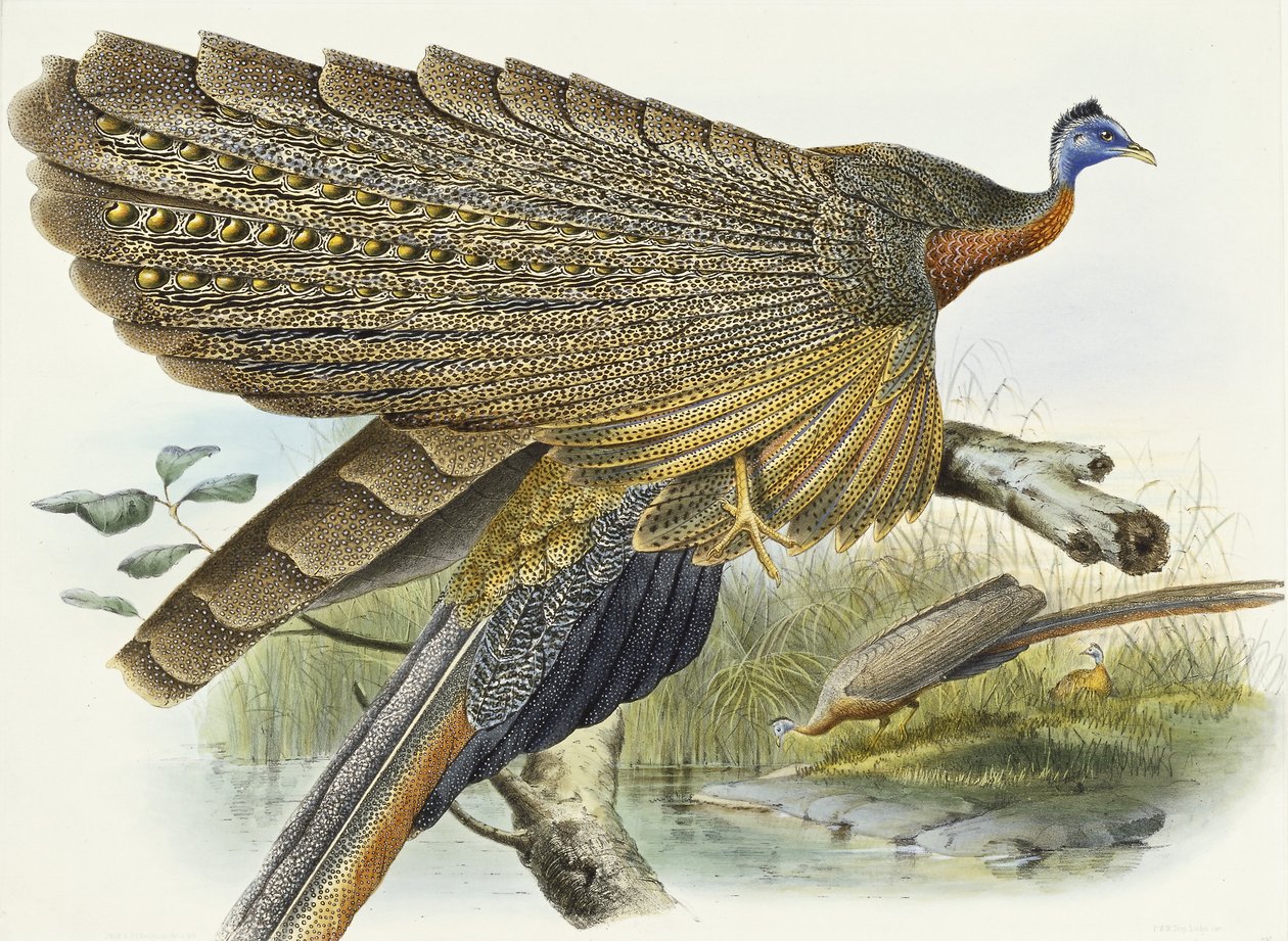 Phadianidae. Argusianus Grayli, 1870-1872 alkotó: Daniel Giraud Elliot