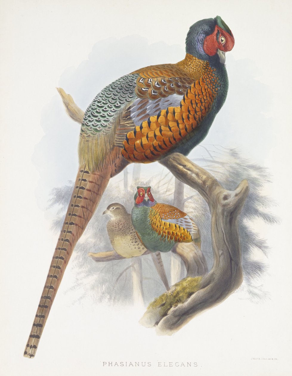 Phasianus Elegans (Elegáns fácán), 1870-1872 alkotó: Daniel Giraud Elliot
