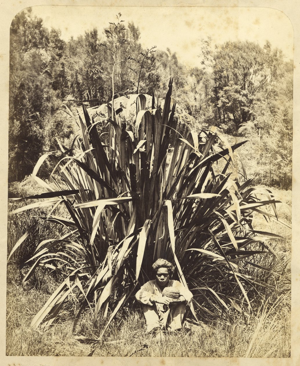 Tanulmány egy lenbokorról egy bennszülött fiúval a Wairere folyón, 1869 (albumin nyomat) alkotó: Daniel Louis Mundy