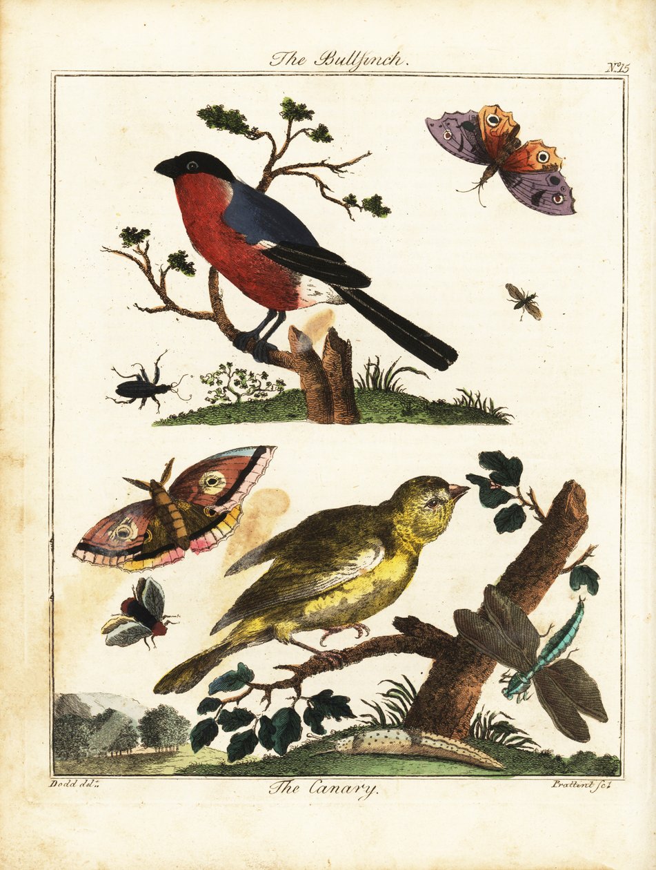 Süvöltő, kanári, lepke, lepke stb. 1792 (metszet) alkotó: Daniel (after) Dodd