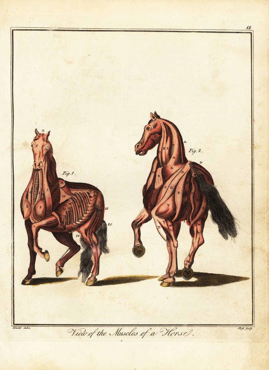A ló izomzata. 1792 (metszet) alkotó: Daniel (after) Dodd