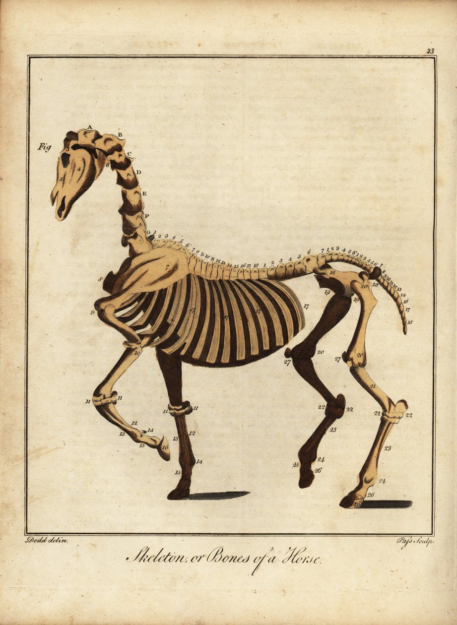 A ló csontváza vagy csontjai. 1792 (metszet) alkotó: Daniel (after) Dodd