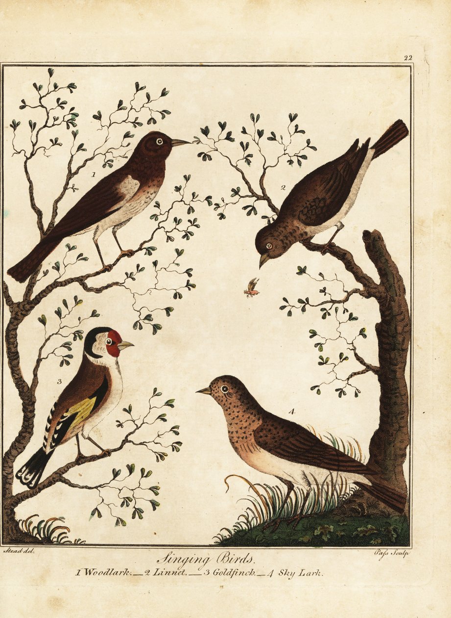 Énekes madarak: erdei pacsirta, gyolcs, aranypinty, égi pacsirta. 1792 (metszet) alkotó: Daniel (after) Dodd