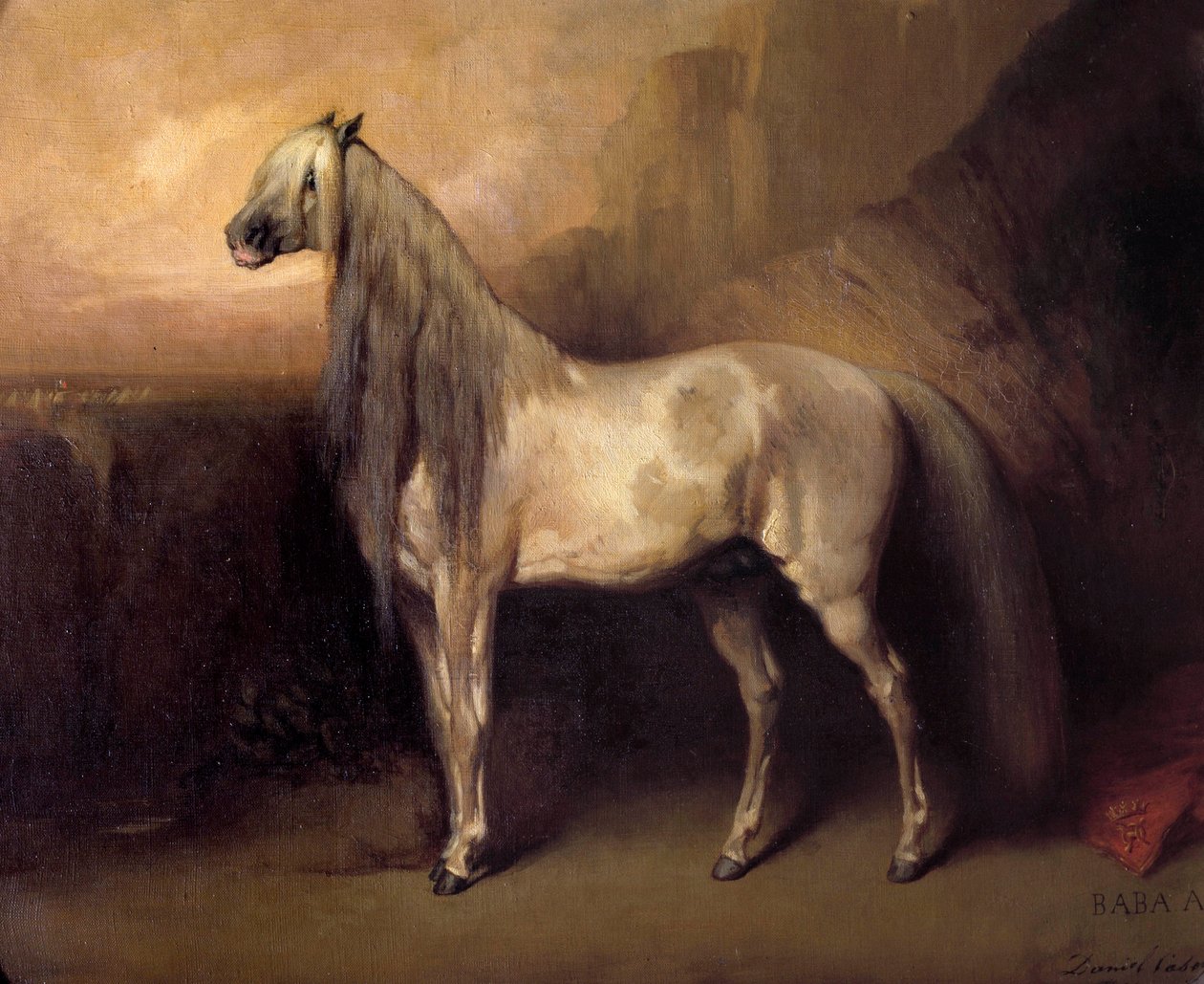 Baba Ali, arab ló, Henri d